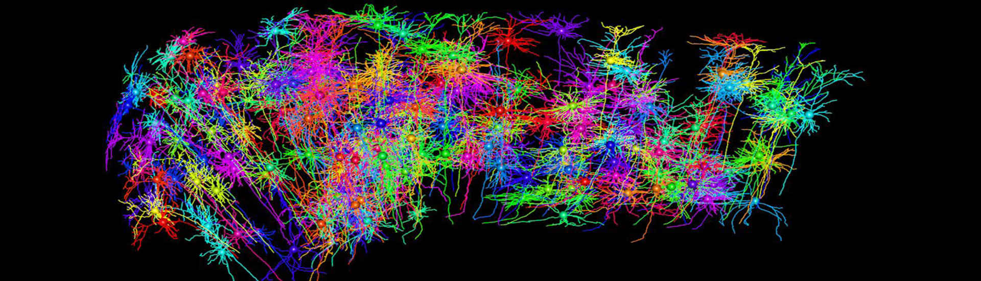 嚴軍研究組解析小鼠單神經元樹突形態(tài)和軸突投射的關系